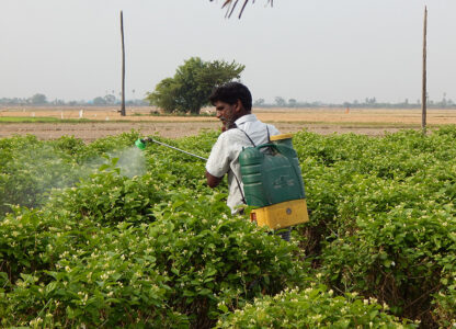 New report reveals unauthorised and unsafe use of chlorpyrifos and other hazardous pesticides in India, demands stringent action