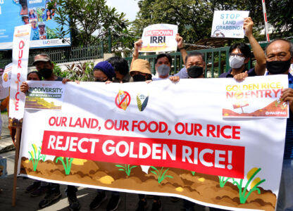 Court victory vs. Golden Rice and Bt Eggplant in the Philippines ‘inspiring’