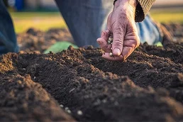 Illustration: healthy soil, biodiversity and ecosystem function