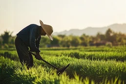 Illustration: science combined with farmers’ own knowledge