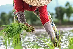 Illustration: a complex, diverse farming system