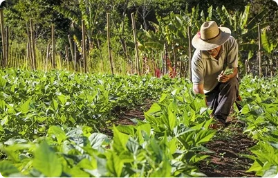 Campaign: Agroecology In Action