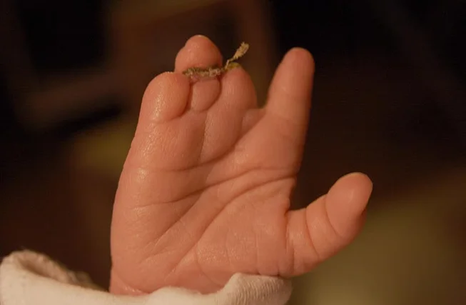 A newborn’s hand resting in an adult’s palm