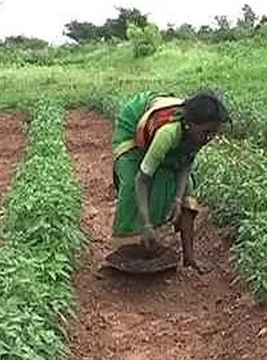 Women Nurture Seeds