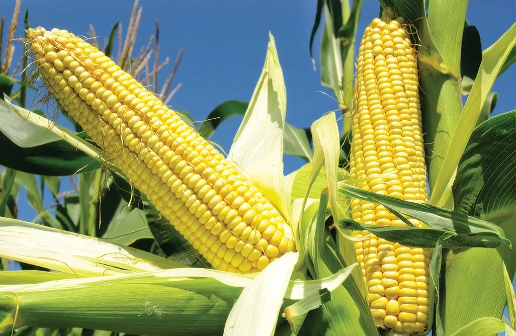 A farmer tending a diverse, chemical-free plot