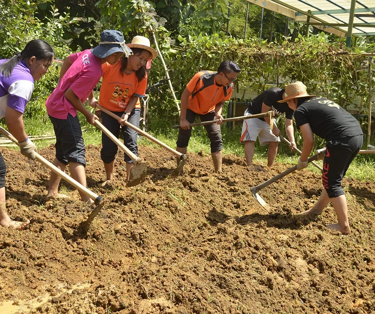 IPAM field learning site: farmers in a training session