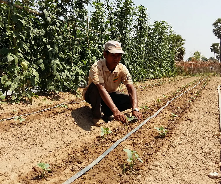 IPAM field learning site: a group walking through a farmer field