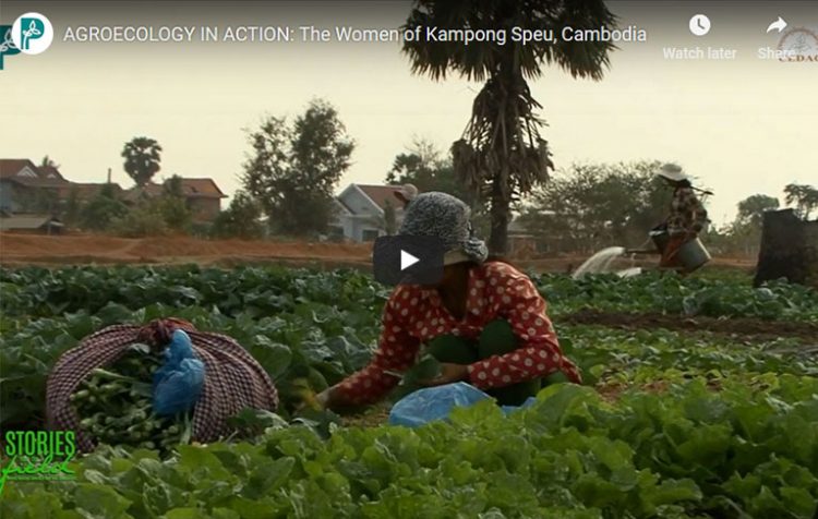 Agroecology In Action: The Women Of Kampong Speu, Cambodia