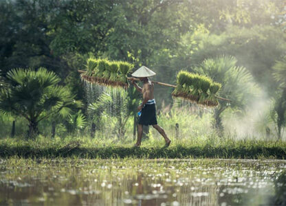 Pandemic, Flawed State Measures Ravage Food Security In Asia
