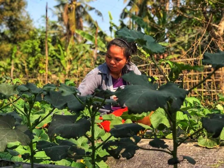 #FoodAndRightsNow: Advance Food Sovereignty And Agroecology To Help Address COVID-19 Crisis