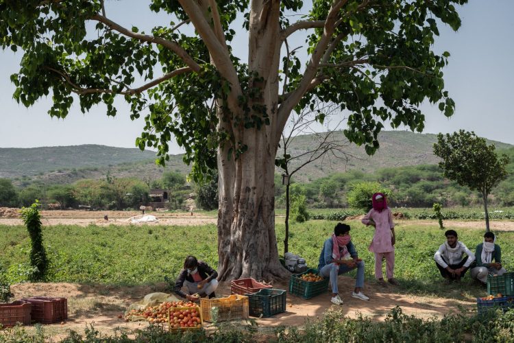 Food And Rights Talk: Fear And Hunger In Rural India