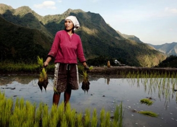 GMOs are not needed in the Asia-Pacific Region