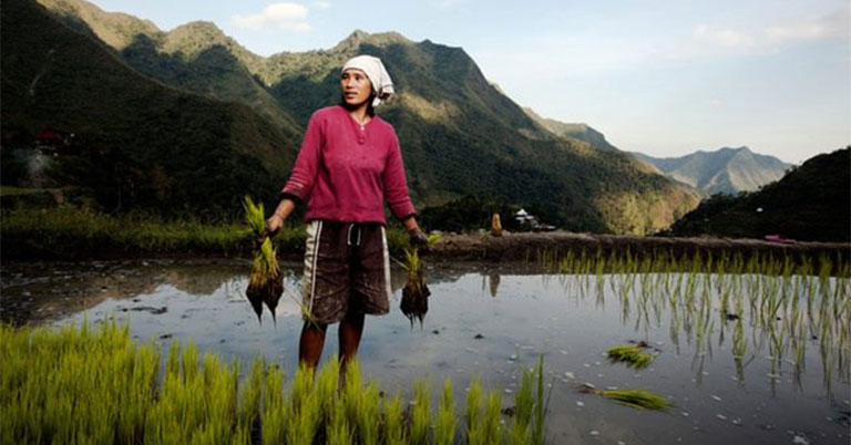 GMOs are not needed in the Asia-Pacific Region