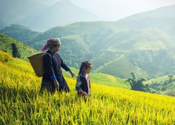 PANAP Submission to the UN SR on the Right to Food