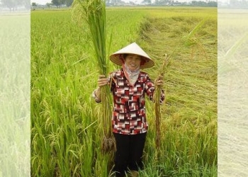 EU Commission’s approval of Dow-DuPont merger will not hinder move towards agroecology