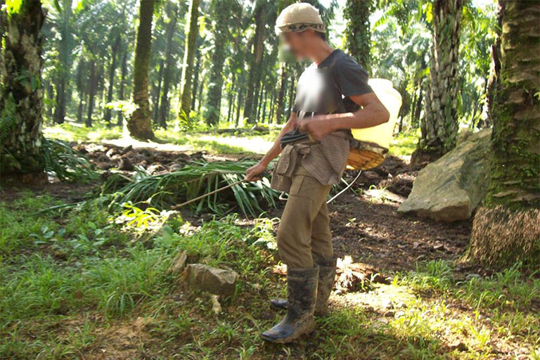 Community Monitoring Shows Pattern of Labour Violations in Southeast Asia Plantations