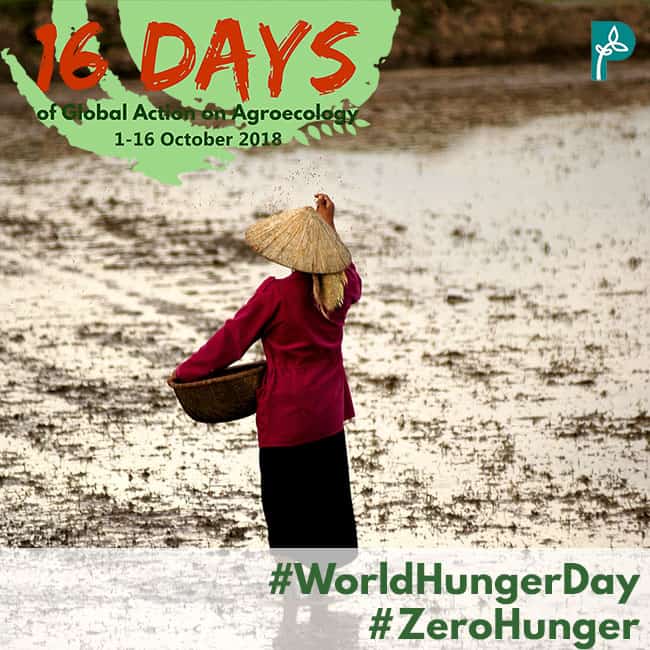 World Hunger Day: #ZeroHunger is possible with food sovereignty, agroecology and people’s right to development
