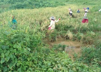 Food And Rights Talk: COVID-19 Worsens Injustice in Indonesia