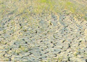 Global network responds to UN Symposium on Soil Pollution: PAN International calls for investment in agroecology