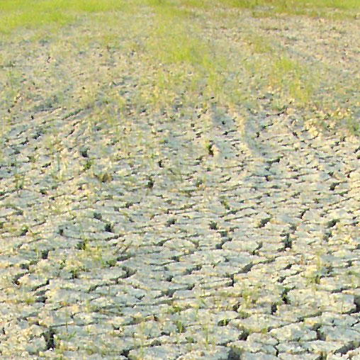 Global network responds to UN Symposium on Soil Pollution: PAN International calls for investment in agroecology