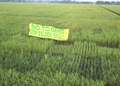 Philippines’ Golden Rice approval puts farmers and consumers at risk – PANAP
