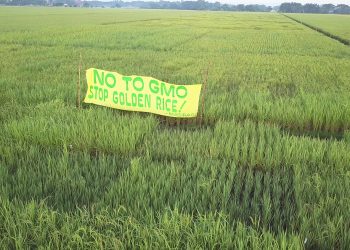 Philippines’ Golden Rice approval puts farmers and consumers at risk – PANAP