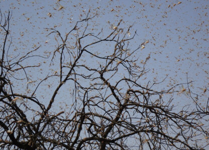 Upending the locust control paradigm: Community-led alternatives to toxic pesticides