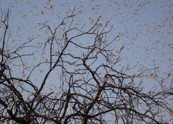 Upending the locust control paradigm: Community-led alternatives to toxic pesticides