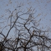 Upending the locust control paradigm: Community-led alternatives to toxic pesticides