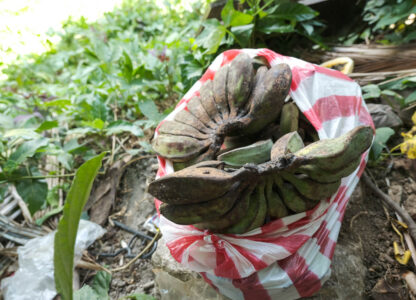 Farmer Rommy’s last harvest