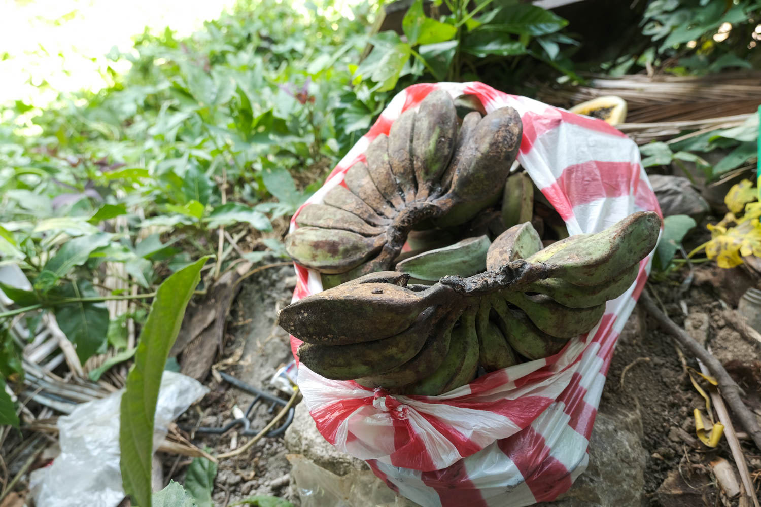 Farmer Rommy’s last harvest