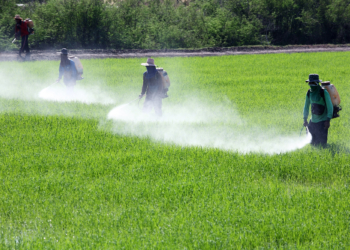 Towards Strong Actions to Phase-Out Highly Hazardous Pesticides