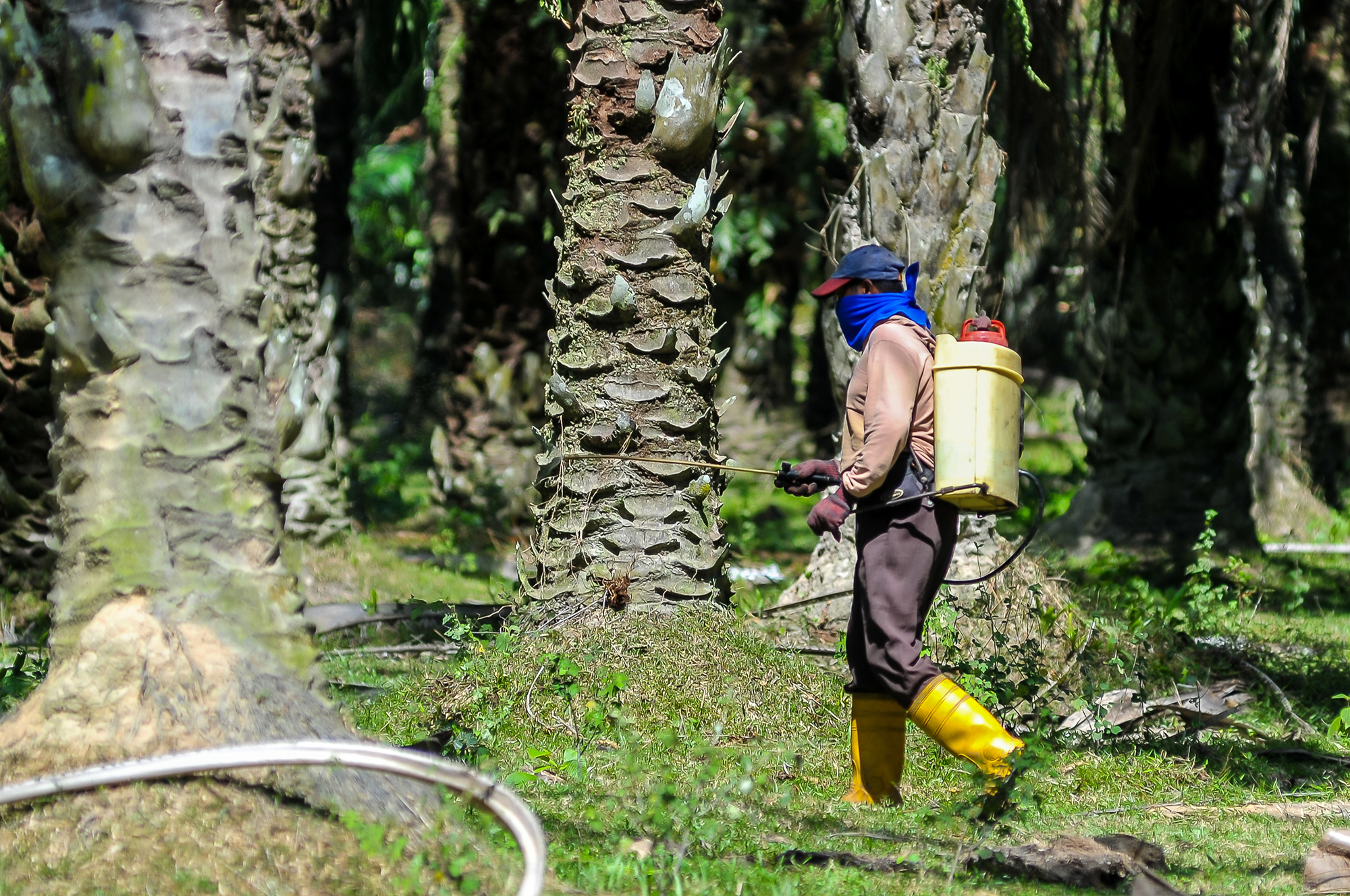 Sri Lanka’s bid to stop palm oil expansion: Victory for the people