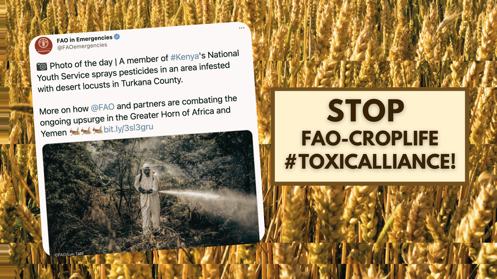 FAO urged to stop use of pesticide toxic to children in desert locust program