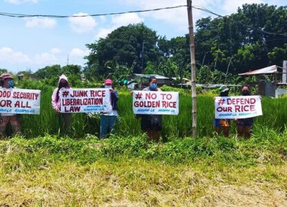 Protect the world’s rice bowl, stop commercial propagation of GM rice!