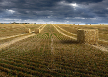 War and hunger: The Ukraine crisis from a food sovereignty lens