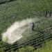 Global network congratulates countries phasing-out Highly Hazardous Pesticides; urges FAO to commit to global HHPs phase-out by 2030