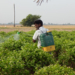 New report reveals unauthorised and unsafe use of chlorpyrifos and other hazardous pesticides in India, demands stringent action