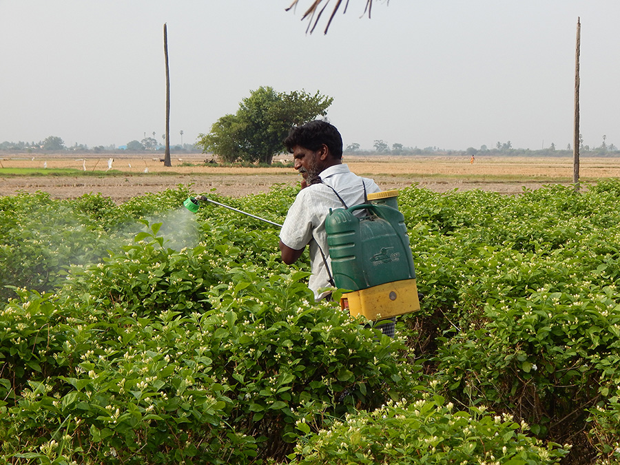 New report reveals unauthorised and unsafe use of chlorpyrifos and other hazardous pesticides in India, demands stringent action