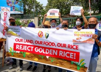 Filipinos aim to stop Golden Rice–and the world’s descent into genetically modified staple food