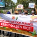 Filipinos aim to stop Golden Rice–and the world’s descent into genetically modified staple food