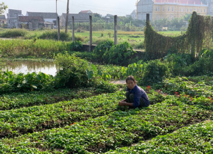 Caught in the pesticide treadmill: Voices from Vietnam