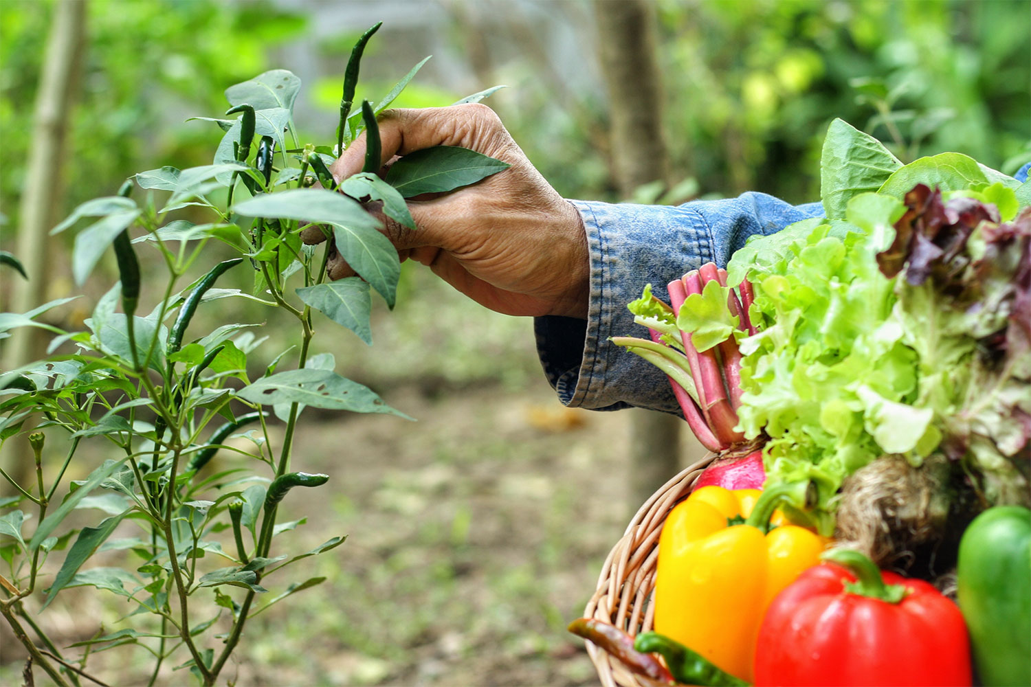 Real Farming Recap: Advancing agroecology policy