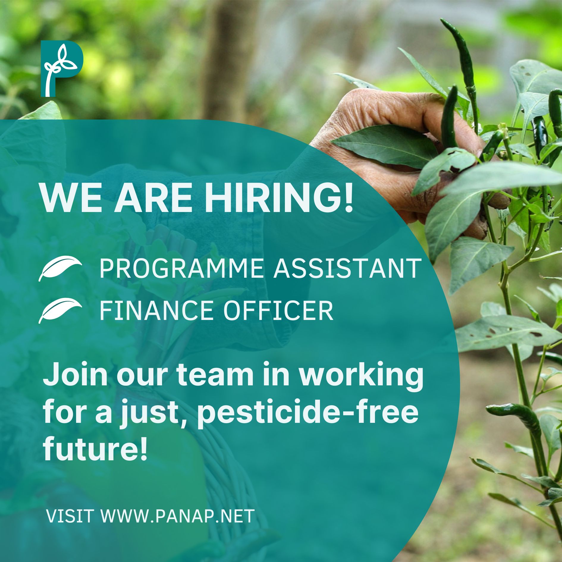 job-opportunities-pesticide-action-network-asia-pacific