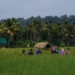 Farmer Learning Exchange on Agroecology: Kerala, India