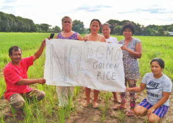 Victory against GM Golden Rice and Bt Eggplant in the Philippines court, a momentous win in the global fight against GMOs