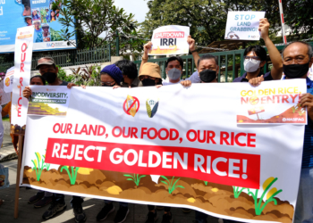 Court victory vs. Golden Rice and Bt Eggplant in the Philippines ‘inspiring’