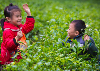 No Pesticide Use Week (NPUW) 2024 –  A Call for Corporate Accountability and Agroecological Transformation