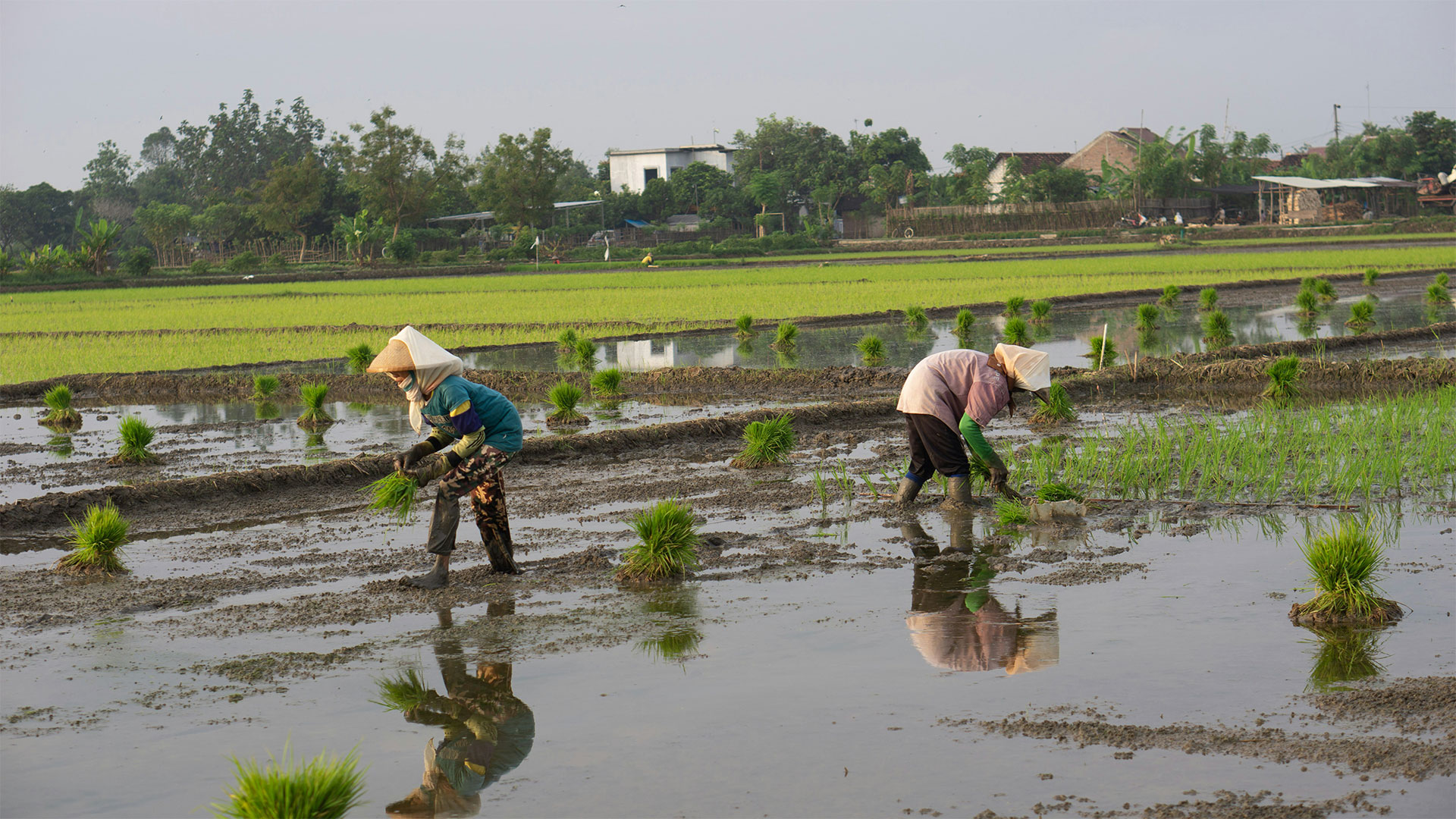 Launch of CPAM Public Landing Page to Enhance Awareness and Advocacy Against Highly Hazardous Pesticides (HHPs)