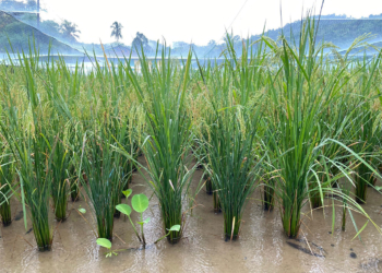 On Earth Day, a New Report Reveals Safer Pest Management To Replace Chlorpyrifos